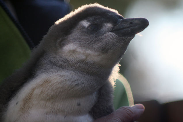 Illustration for article titled Kis híján bokán lőtt egy afrikai pingvin!