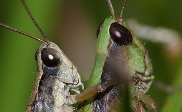 Illustration for article titled Milyen különös dolog ez az állatos szex!