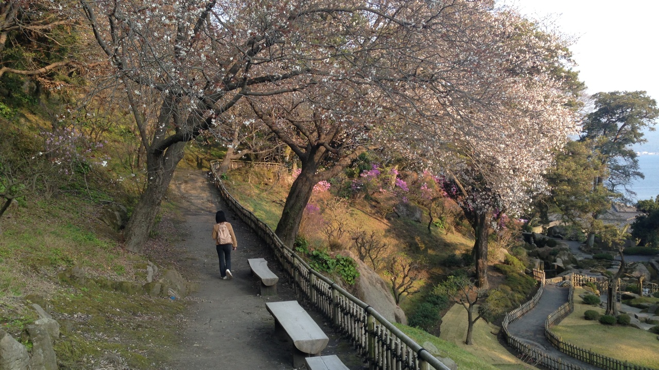 Cseresznyevirág a buli Japán csücskében