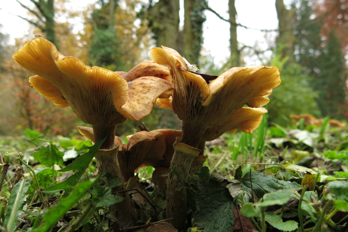 Illustration for article titled A legszebb dolog, amit József nádornak köszönhetünk