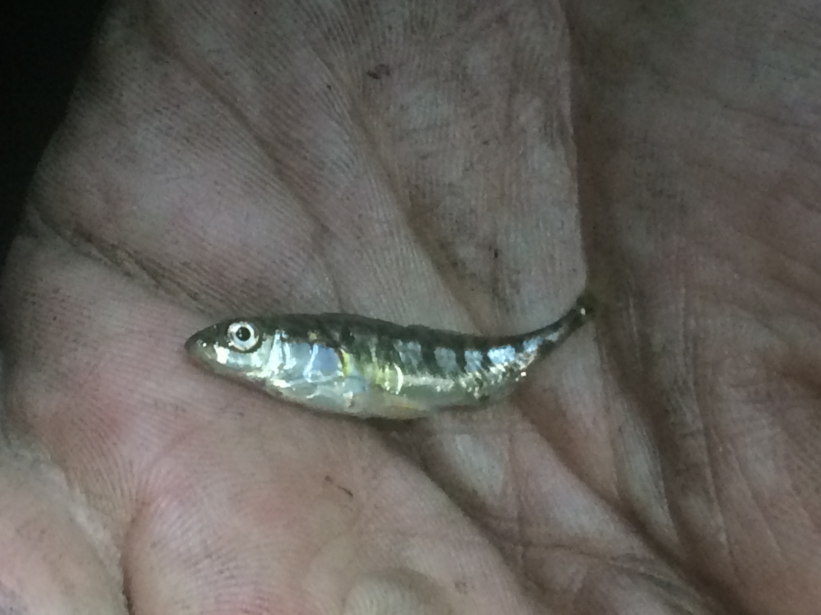 Illustration for article titled Elfoglalják a hazádat? Edd meg őket bosszúból!