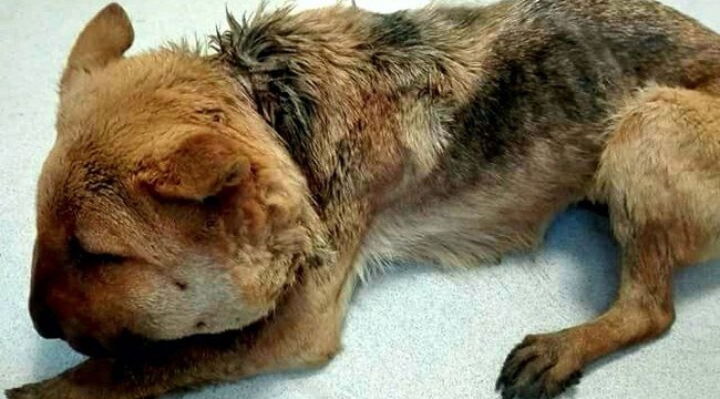 Ahol konyhakőre szülnek...