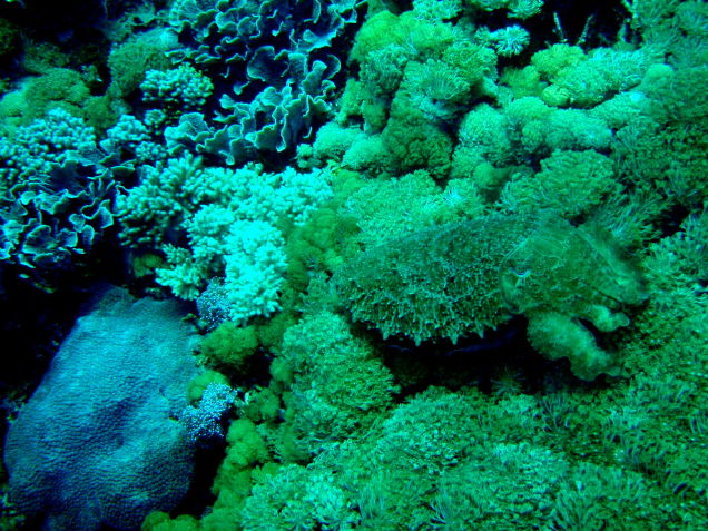 Illustration for article titled Megtalálod a rejtőzködő állatokat?