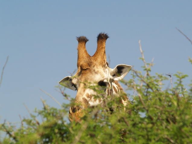 Illustration for article titled 11 dolog, amit nem tudtál a zsiráfokról