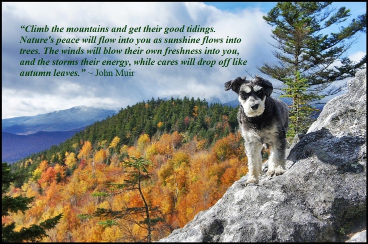 Illustration for article titled Másztatok már hegyet kutyussal? És egy tél alatt 48 hegycsúcsot?