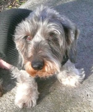 Hátsókerék meghajtású Zsombi