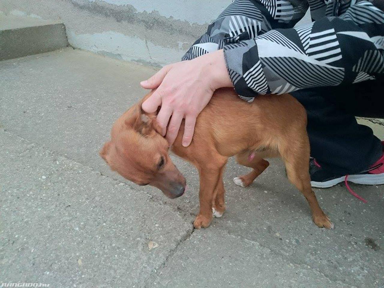 Ezt a kutyát rúgta föl a hírhedtté vált focista