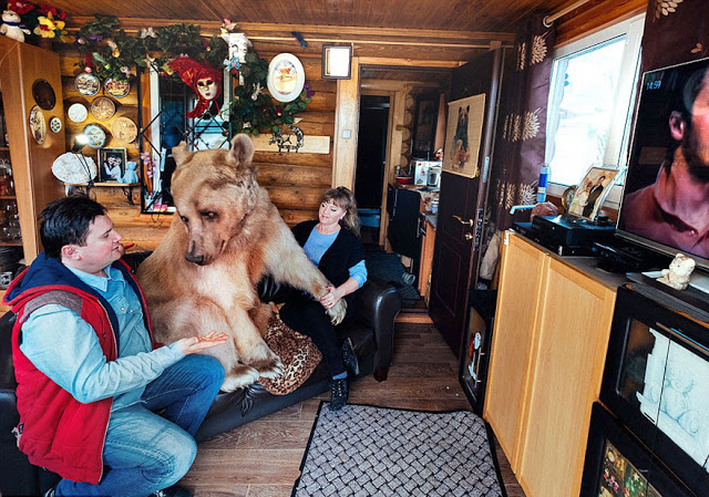 Illustration for article titled Sztyepán a medve, aki 23 éve egy orosz család egyenrangú tagja