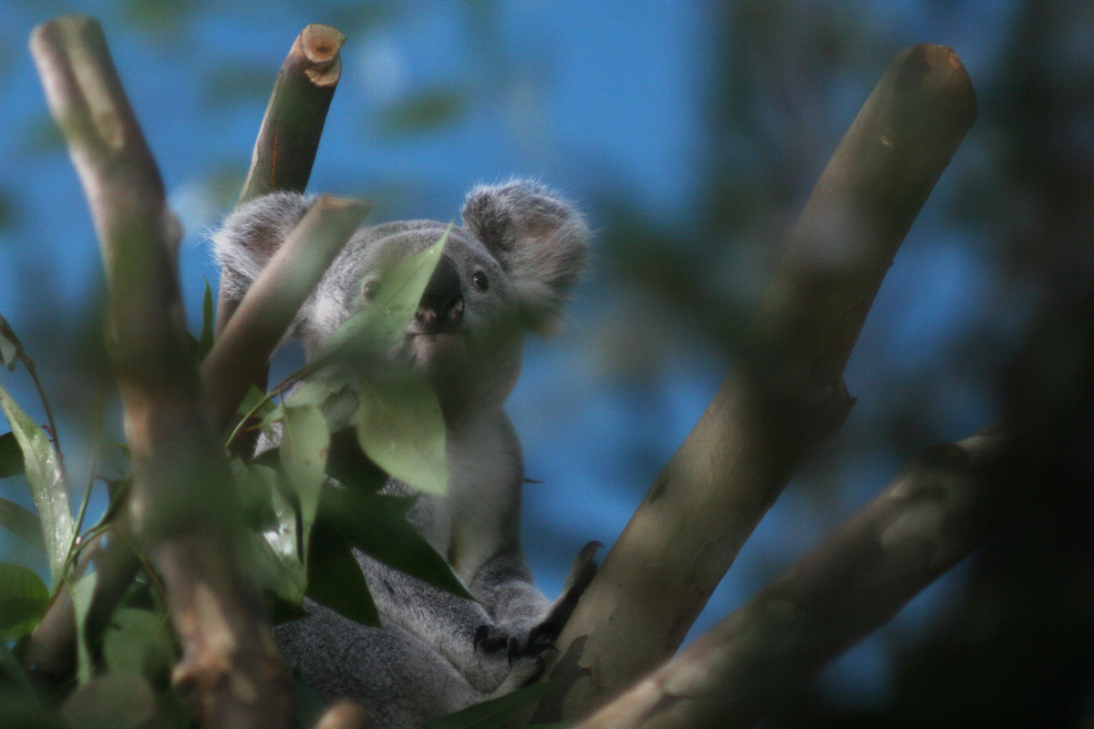 Illustration for article titled Hogy nyomult rá L. Simon László a koalára