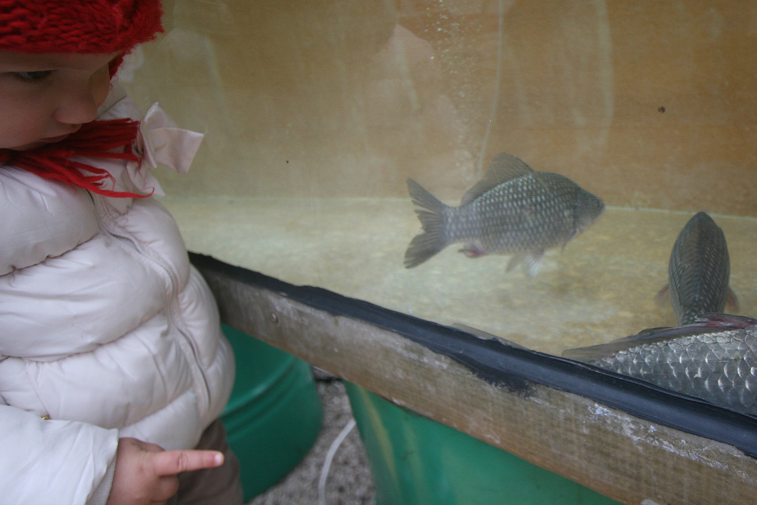 Illustration for article titled Egy ember 22 ezerért vett egy homárt, és befalta hidegen, műanyag tányérról