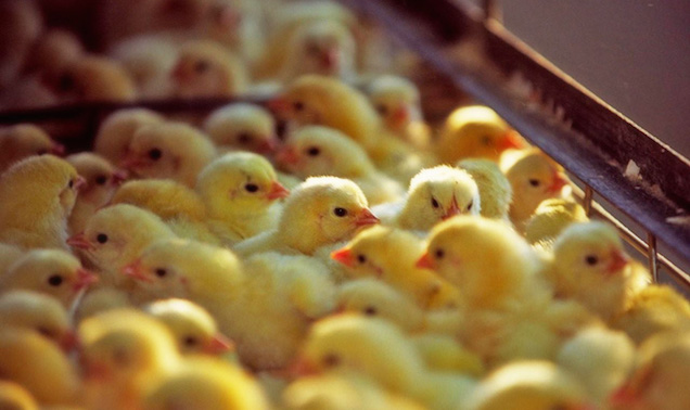 Nem hiszem el: az állatok lelkéről vitázik Semjénnel az MSZP közleménye