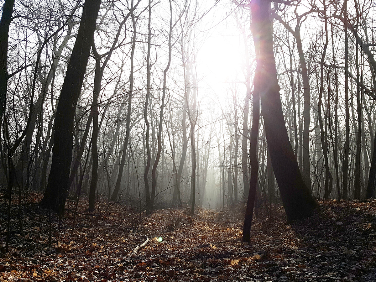 Le kéne szoknom az ellenfényben fotózásról, főleg, ha telefonnal művelem