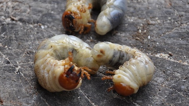 Illustration for article titled Megettem egy tücsköt. Maradok a ráknál