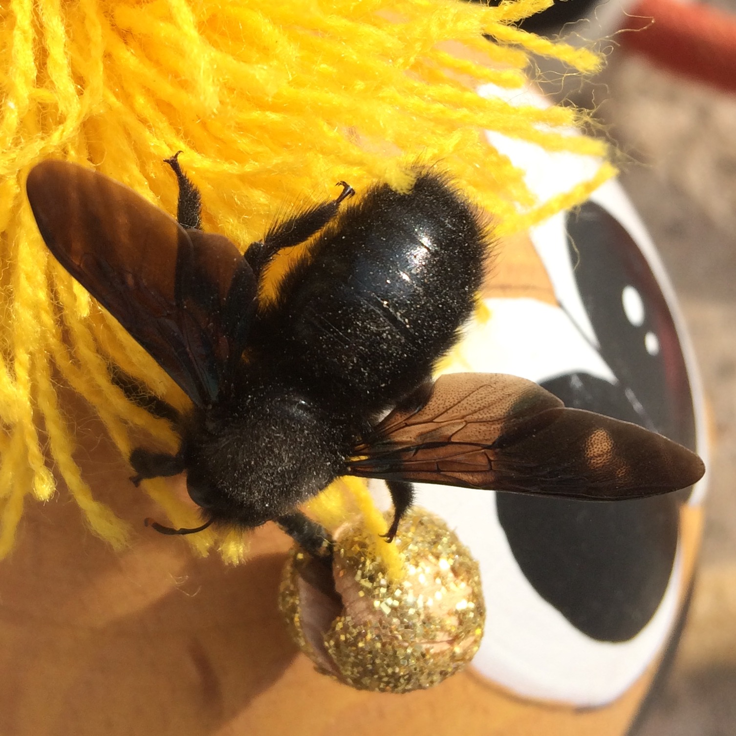 Illustration for article titled Korán ébredt a méh, még nem nyílott a pitypang