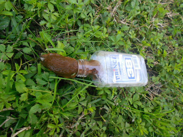 Berúgott a meztelen csiga, mint a disznó