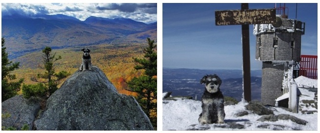 Illustration for article titled Másztatok már hegyet kutyussal? És egy tél alatt 48 hegycsúcsot?