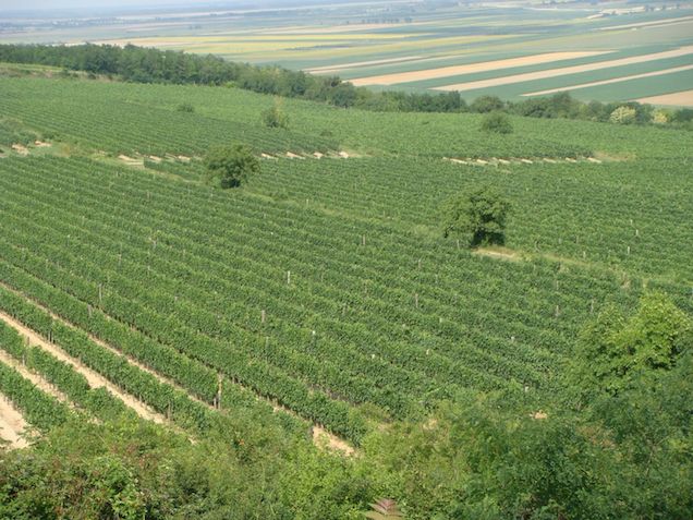 Mindennapi betevő Turulunk