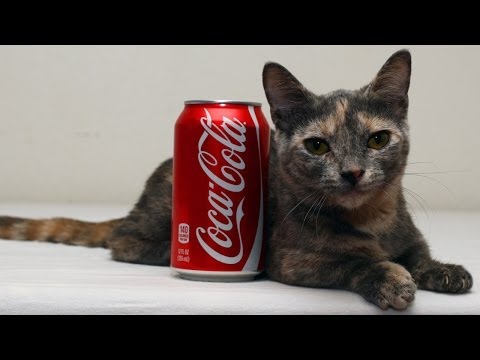 Tacskó-macska keveréknek néz ki a világ legalacsonyabb macskája