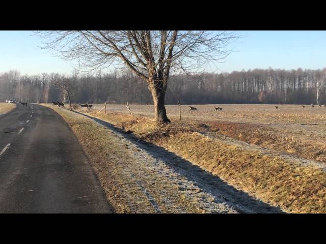 Nem tudsz elaludni? Számold meg, hány szarvas fut át az úton Lábodnál!