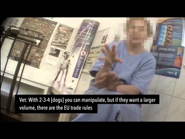 Rejtett kamerával leplezték le a magyar kutyabűnözőket