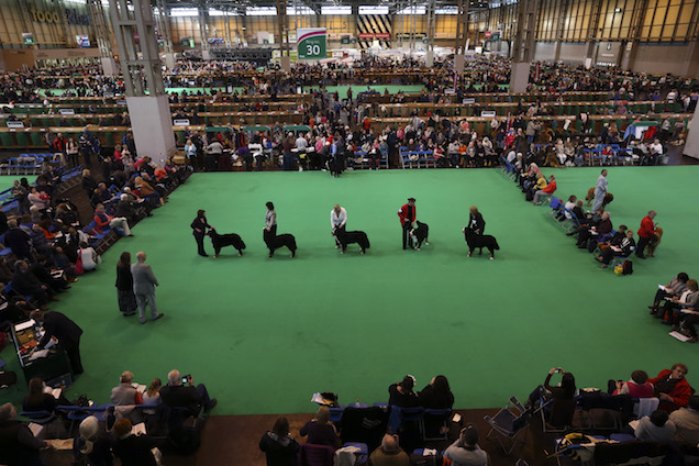 Megmérgezték Jaggert. De Jagger nem énekes volt, hanem ír szetter
