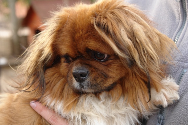 Amikor a pincsi azt képzeli, hogy ő a gazda