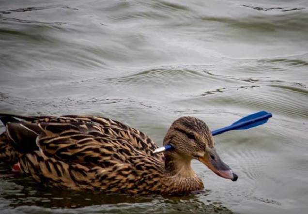 Elkapták az átlőtt nyakú tőkésréce merénylőjét