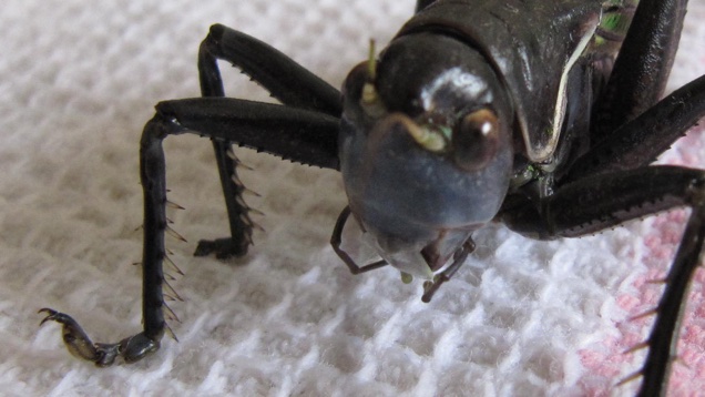 Megettem egy tücsköt. Maradok a ráknál