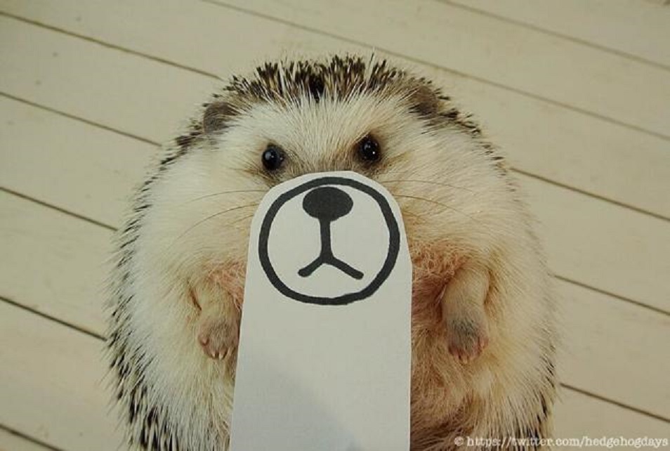 Láttál már kölyök sündisznót dühbe gurulni?