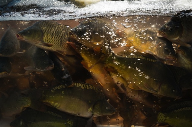 Így nincs sok értelme betiltani az élő hal eladását