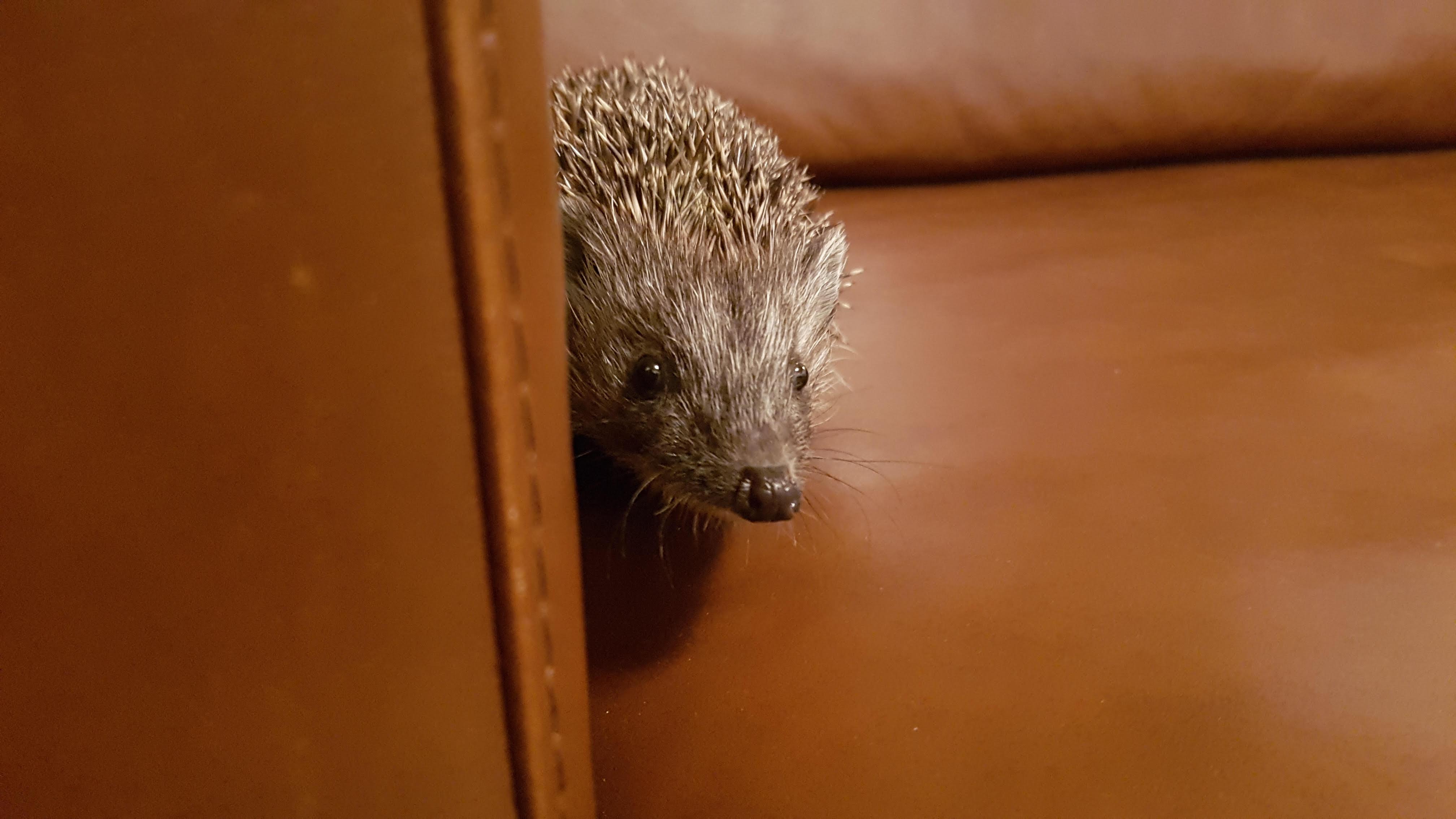 Illustration for article titled Gábor szabadságra ment.