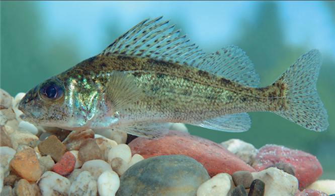 Az év hala lehet a pinafésű, ha rá szavazol