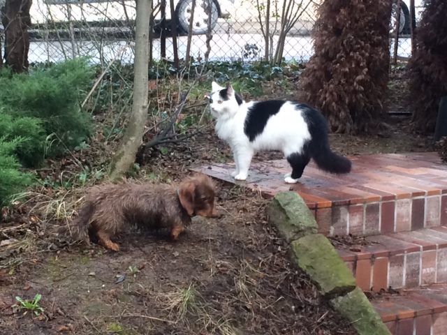 Illustration for article titled Sikeresen lefogyott az óriási disznósajttacskó