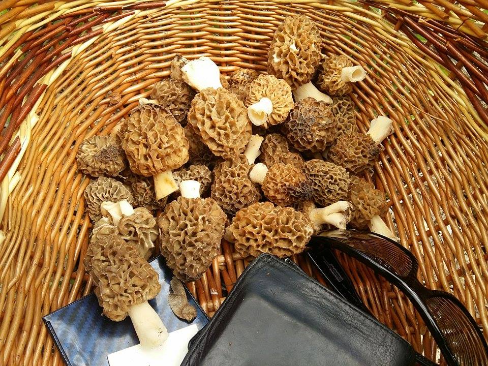 Illustration for article titled Egyre erősebbek a Budapestet csendben elfoglaló hódok