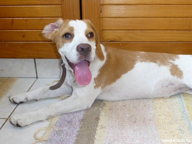 A Mediánnál is ott liheg a Jobbik a Kormányváltók nyakán