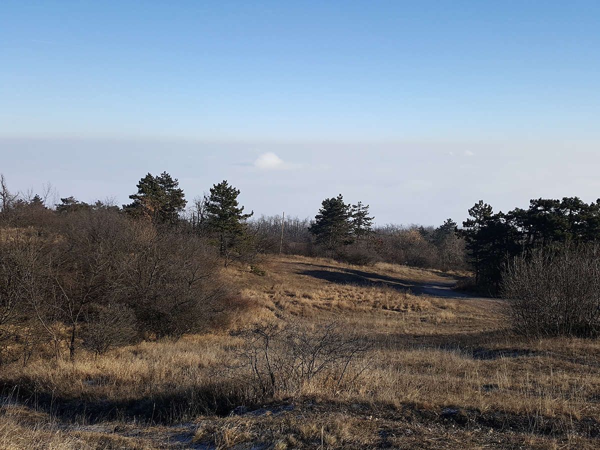 Kettedik - Szurikáta majdnem-észleléssel