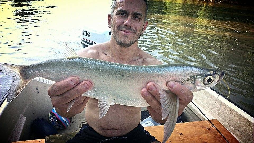 Döglött gardák lebegnek a Balaton déli partjánál