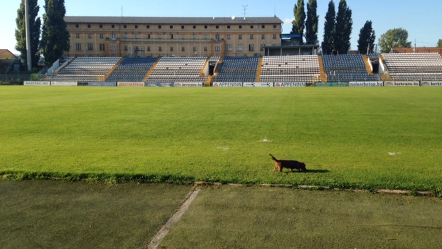 Illustration for article titled MTK-s szurkolói kártyája lett a kutyámnak