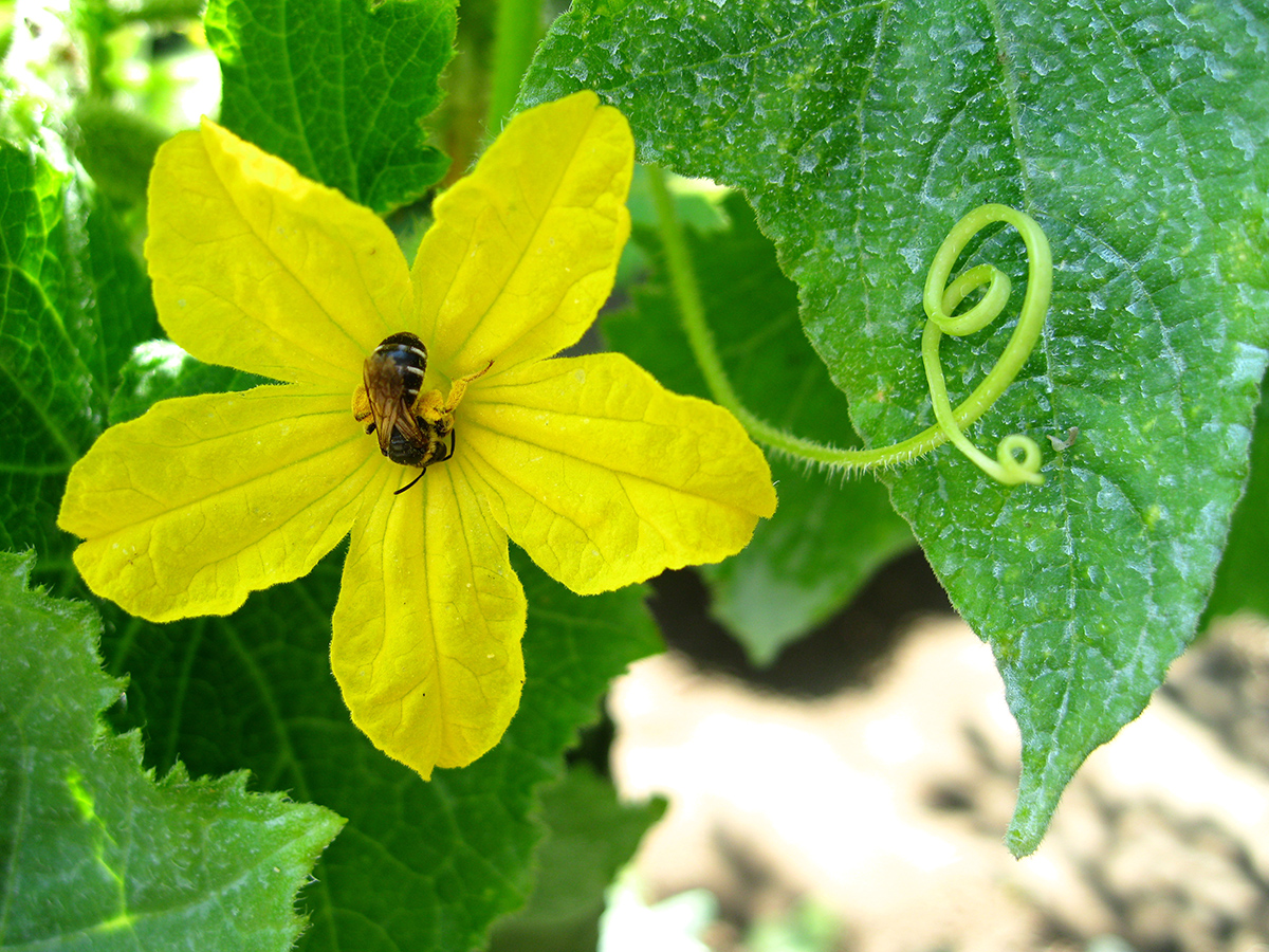 Illustration for article titled Virágok összefogása a vörös rózsák ellen