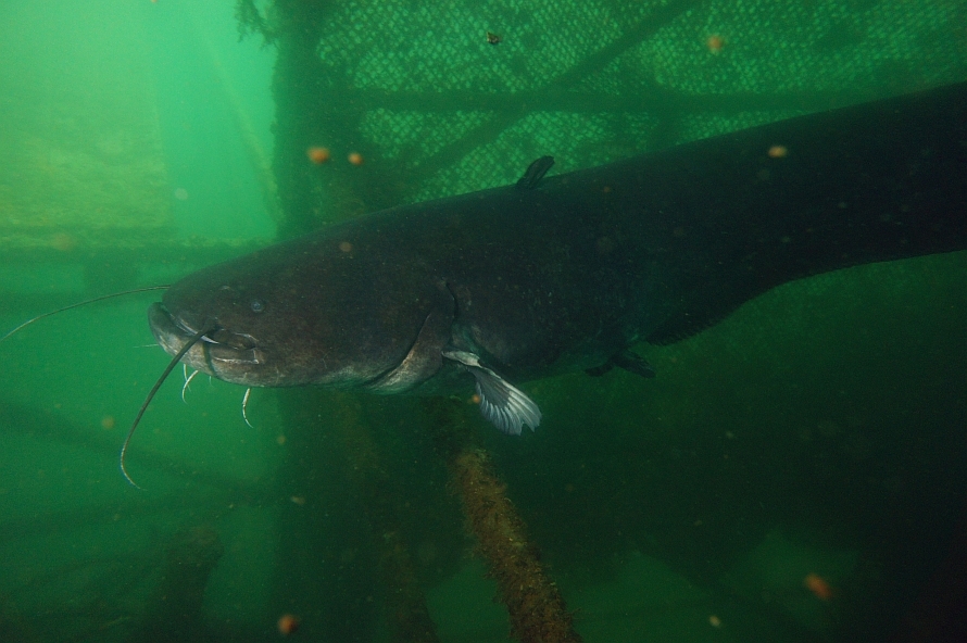 Víz alá akarta húzni a harcsa az úszó férfit