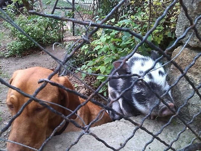 Ilyen mocskos sztorikat rejtenek az elegáns budai utcák