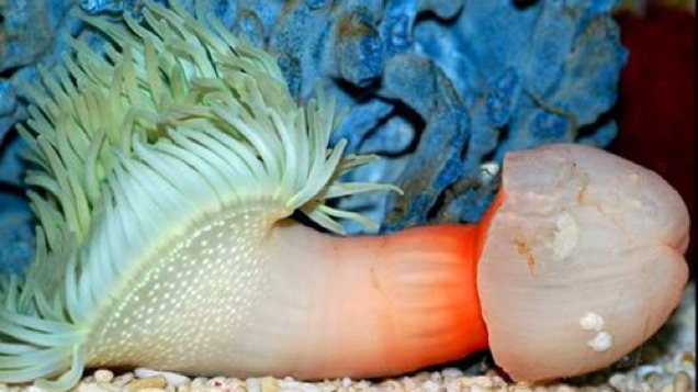 Napóleon 3,8 centis pénisszel nyomta le Európát