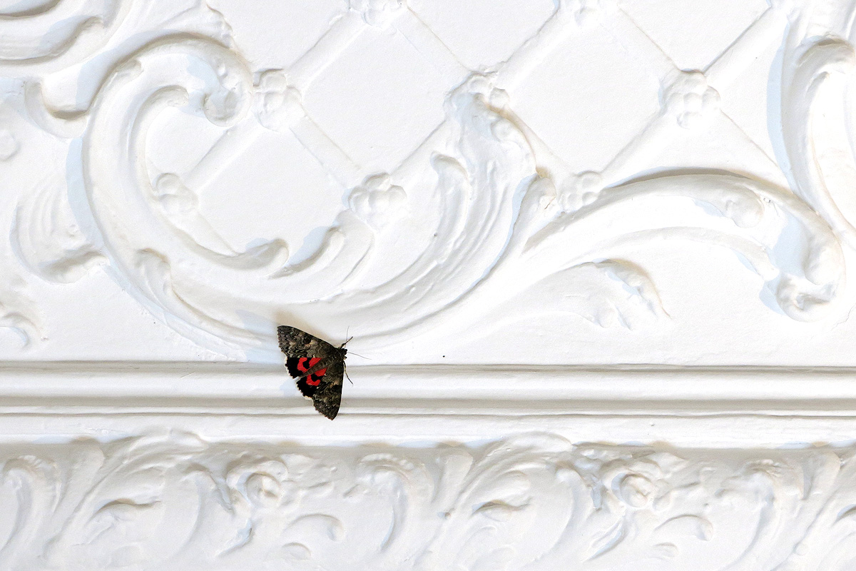 Illustration for article titled Óriáslepke pihen a Cink szerkesztőségében!