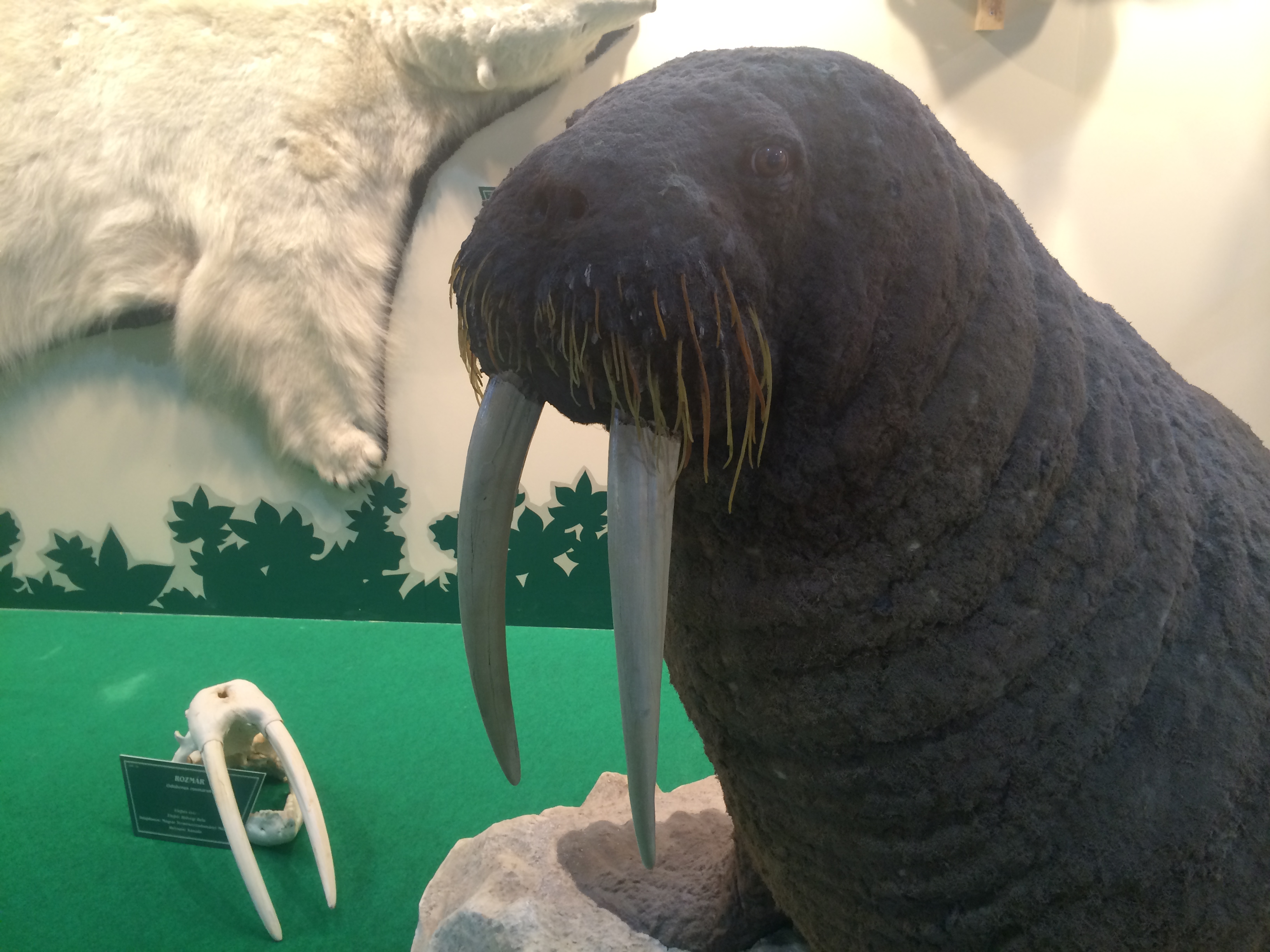 Illustration for article titled Így buliznak döglött állatokkal az ország legidiótábban öltözött emberei