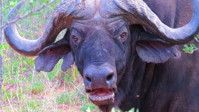 Suttyóság és gerillaetetés a budapesti állatkertben