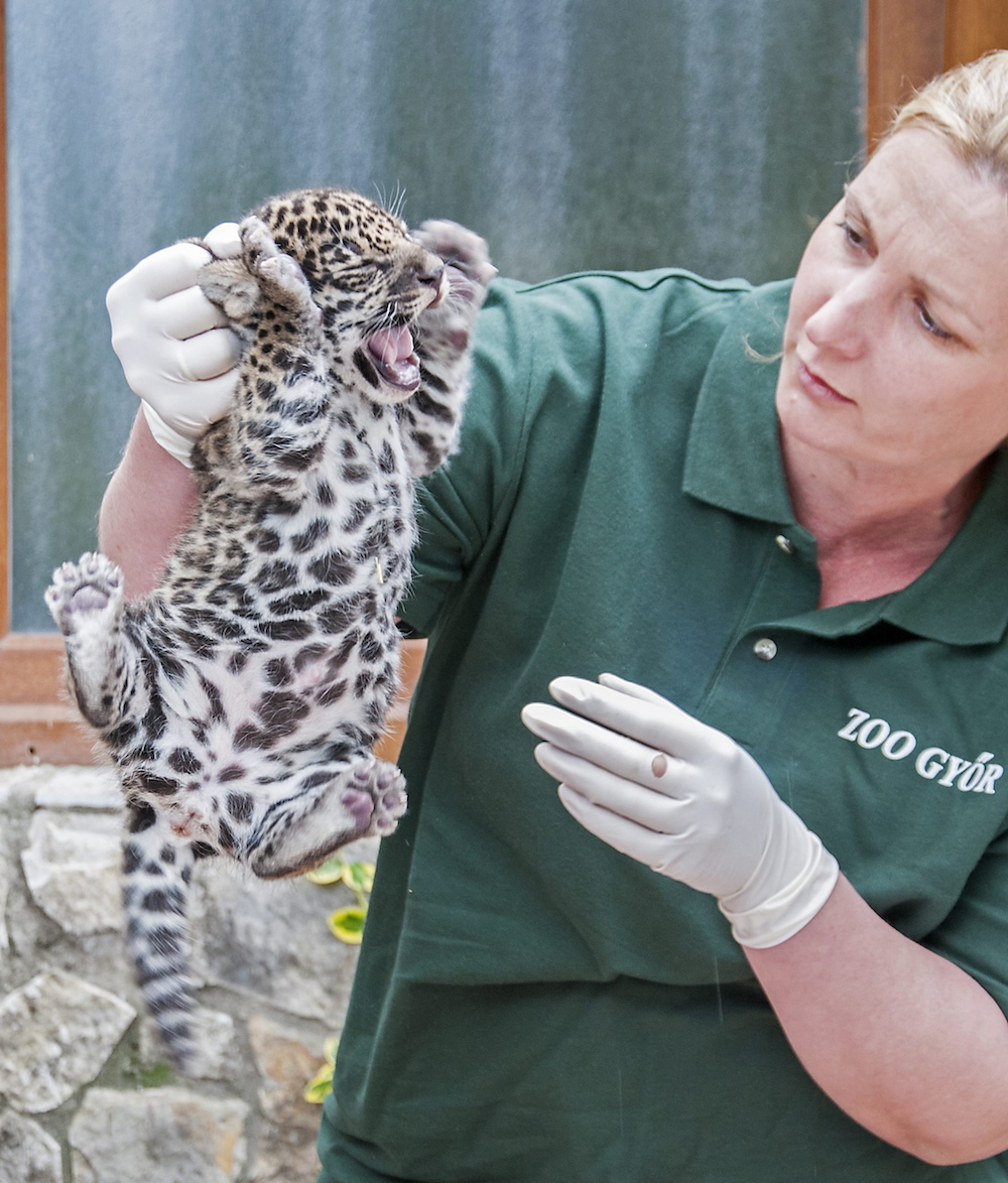 Láttál ma már menő macskás kontentot? Hát tessék!