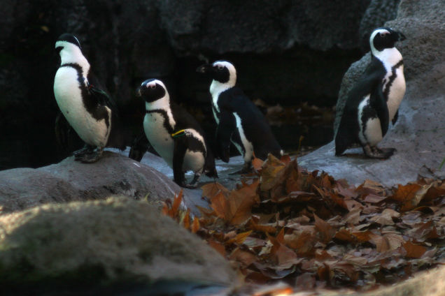 Illustration for article titled Kis híján bokán lőtt egy afrikai pingvin!