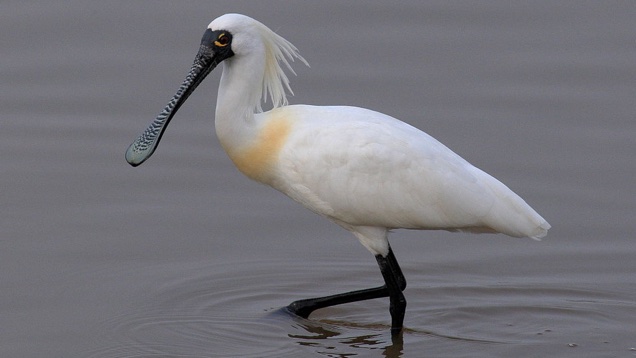 Egy madár halála tragédia, kétmillióé statisztika