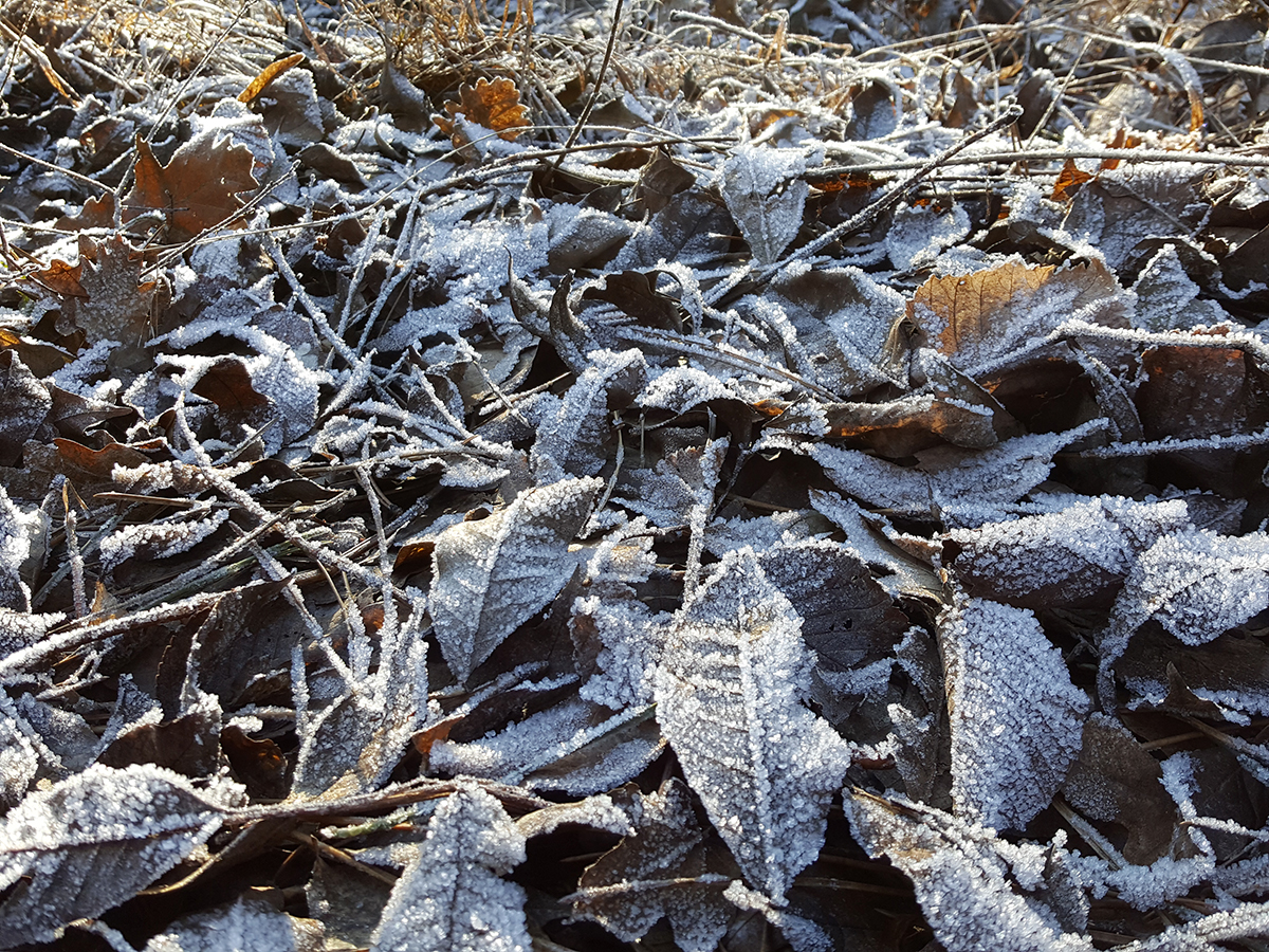 Kissé életlen, de a szándék a fontos meg a részvétel is
