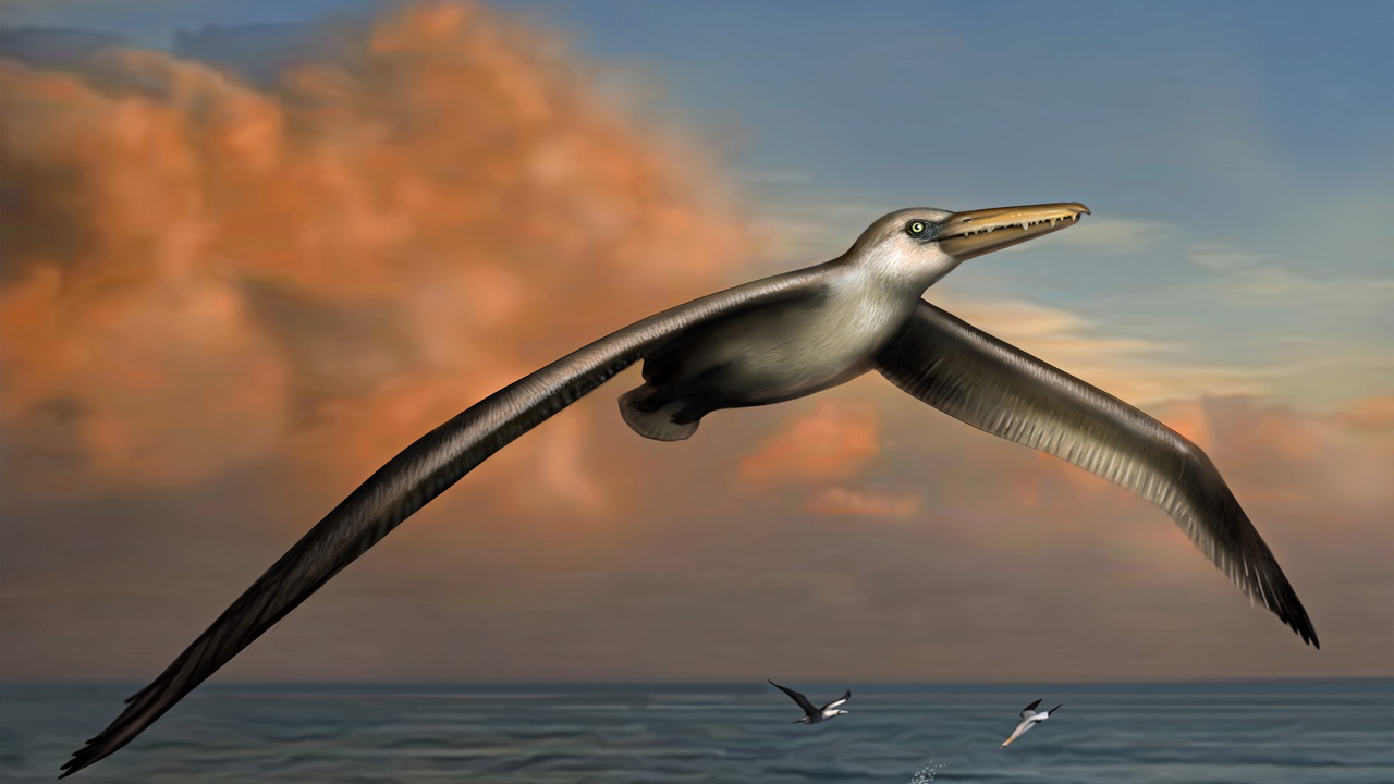 Megtalálták a világ legnagyobb madarát